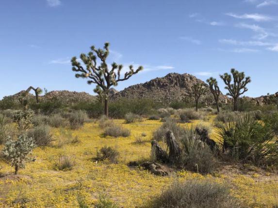 夏季沙漠呈現花海南加州難得景象 星島日報 夏季沙漠呈現花海南加州難得景象 星島日報