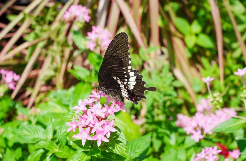 共建蝴蝶園與社區一起蛻變 星島日報 共建蝴蝶園與社區一起蛻變 星島日報