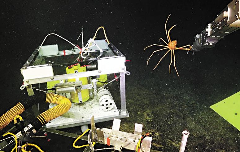 科學家探索海火山遙控車大戰蜘蛛蟹 星島日報 科學家探索海火山遙控車大戰蜘蛛蟹 星島日報